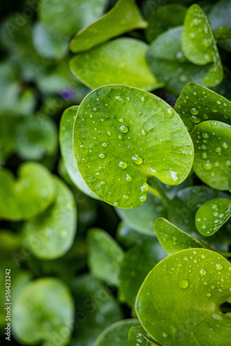 wet tropical green leafs after rain