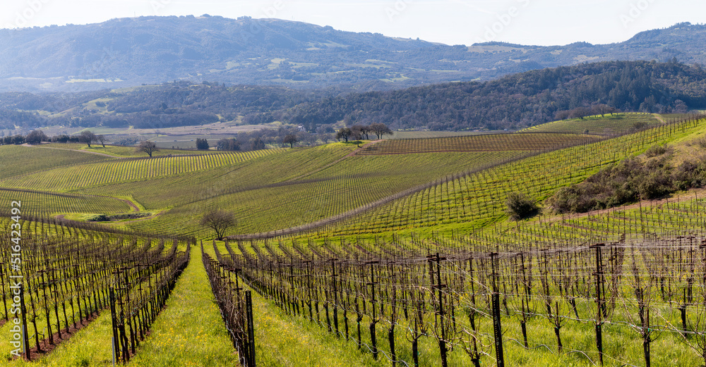 Vineyard Panoramic. Springtime green landscape with yellow mustard is growing in a very large vineyard. Trees are in the middle ground and distance. Mountains and blue sky is in the background.