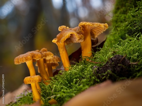 Group of grown funnel chanterelle mushrooms photo