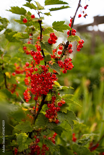 red currant on the bush
