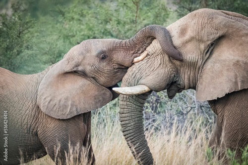 Beautiful shot of elephants at Pilansberg Nature Reserve photo