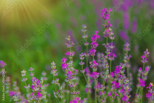 Lavender blossoms in a beautiful background field. Selective focus. © yanadjan