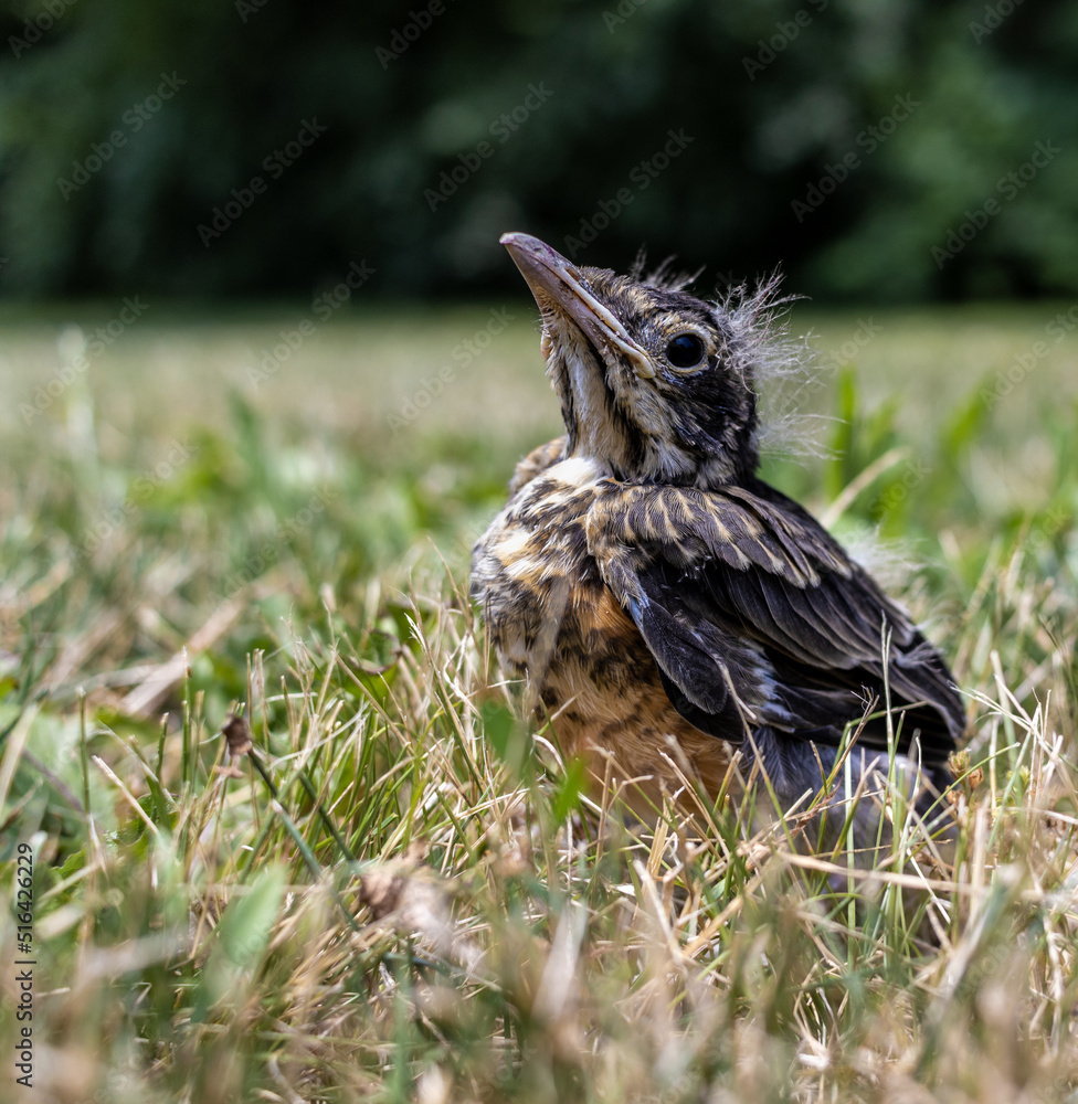 Small bird on the ground Small bird on the ground