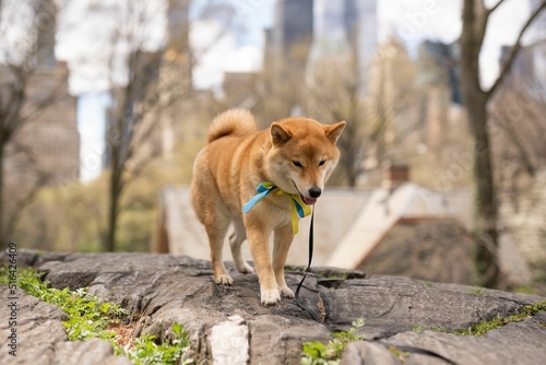 Photography Red Shiba Inu puppy on a leash in the Central Park in New York City