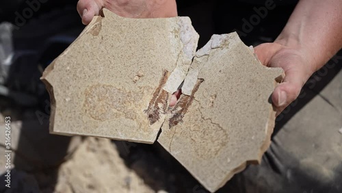 Person revealing fish fossils in rock layers they found at quarry in Kemmerer Wyoming. photo