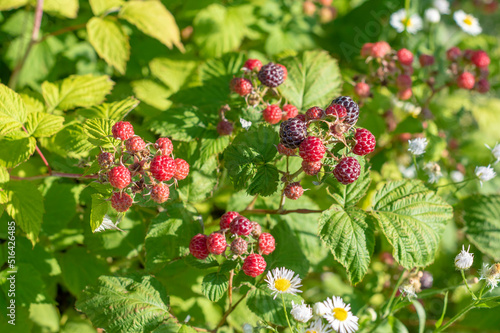 Black raspberry on bunch in the garden