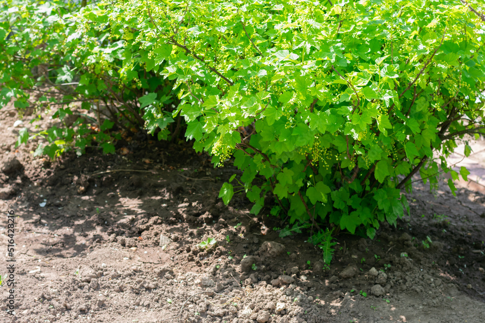 Black currant bushes with flowers in spring time. Cultivation and harvesting berry bushes in countryside garden. Black currant bushes with flowers in spring time. Cultivation and harvesting berry bushes in countryside garden.
