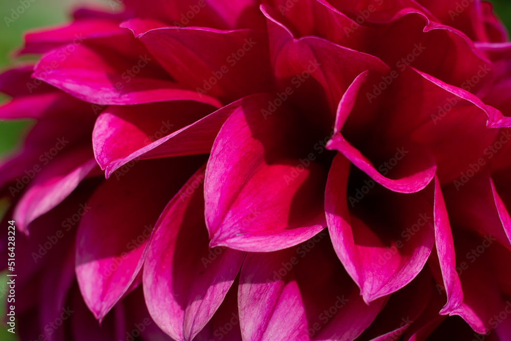 Plenty burgundy scarlet dahlia flower petals as natural floral background