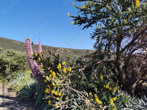 Echium wildpretii plant in Roque de los Muchachos, La Palma island, Spain photo