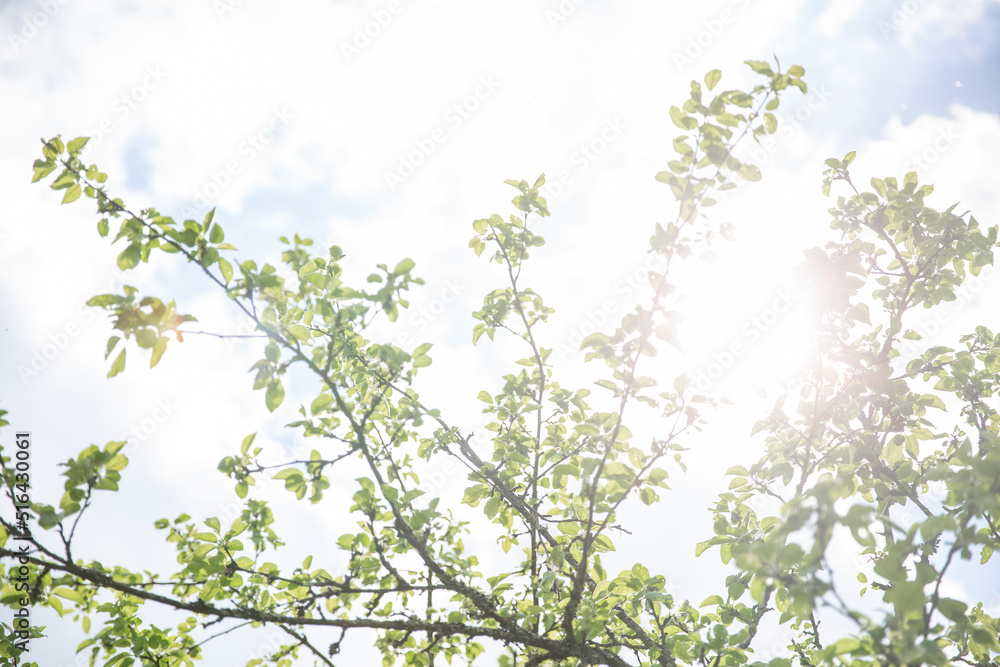 Lush green leaf, purity nature background. Green leaves on elm tree. Nature spring and summer banner. Plants against the blue sky concept. Trees branch isolated on white background Lush green leaf, purity nature background. Green leaves on elm tree. Nature spring and summer banner. Plants against the blue sky concept. Trees branch isolated on white background