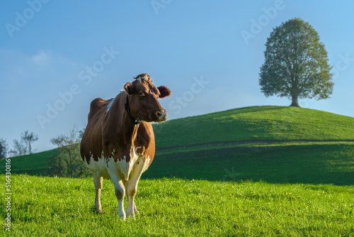 Brown swiss cow grazing on an alpine pasture in green hill on a sunny summer day. Swiss alps cow