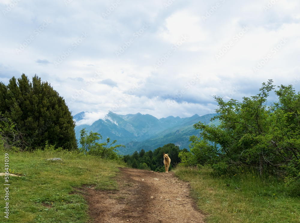 Dog walking along a route in the Tena Valley in the Spanish Pyrenees.