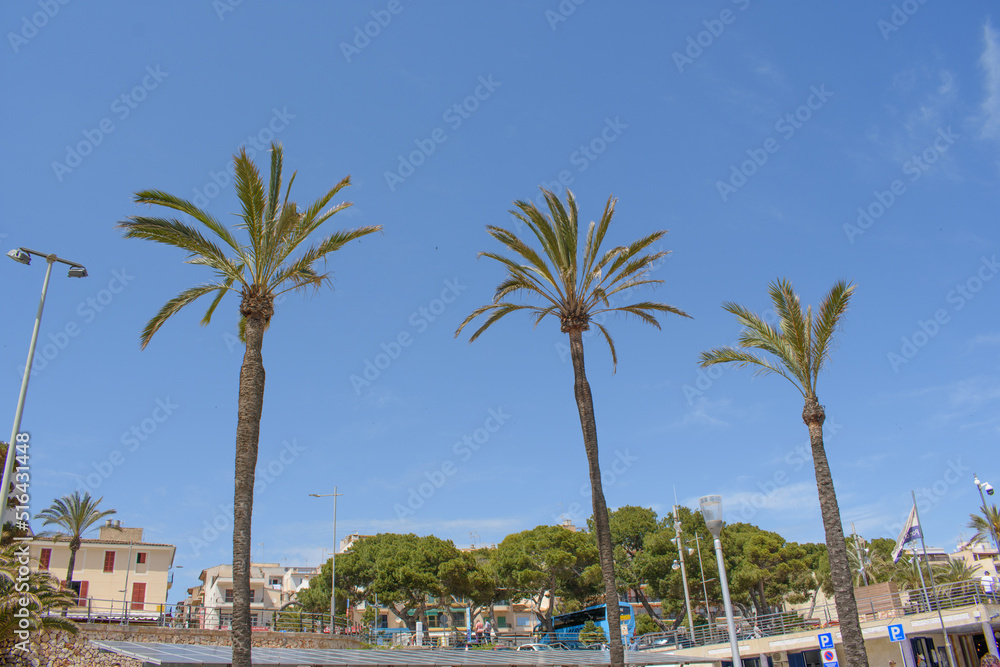 Porto Cristo, Mallorca, Spain - 05.02.2022: Palm trees against blue sky in Porto Cristo