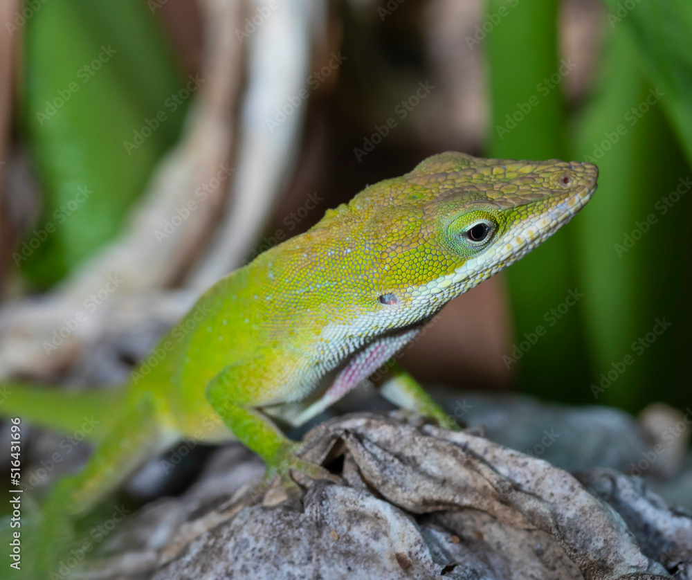 Gecko in North Carolina Gecko in North Carolina
