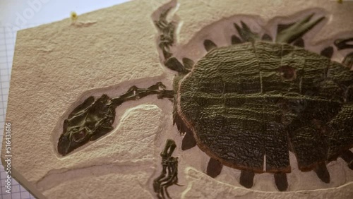 Circa July 09, 2022 - Kemmerer Wyoming - View of turtle fossil on display at museum . photo