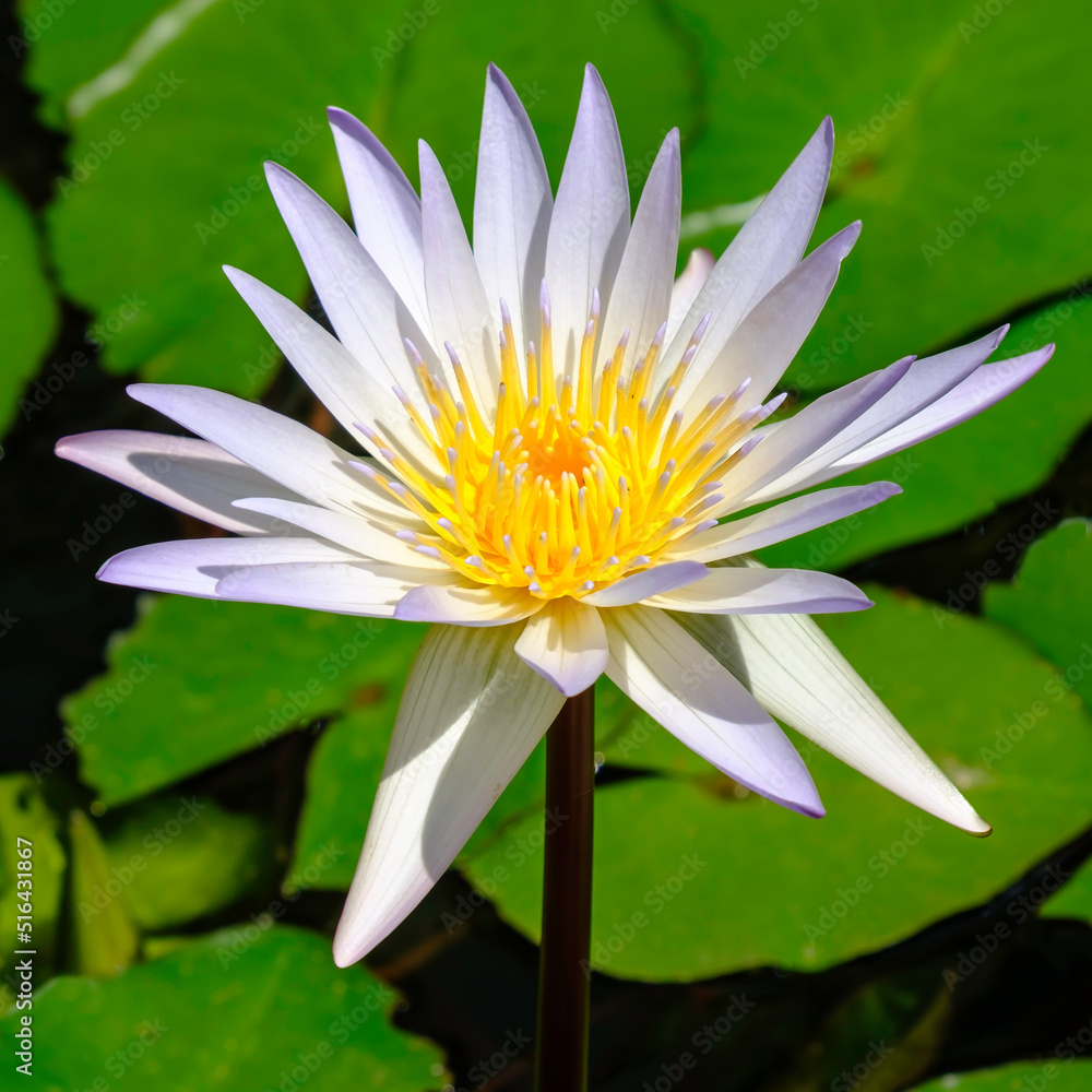 White water lily flower on a background of green leaves White water lily flower on a background of green leaves
