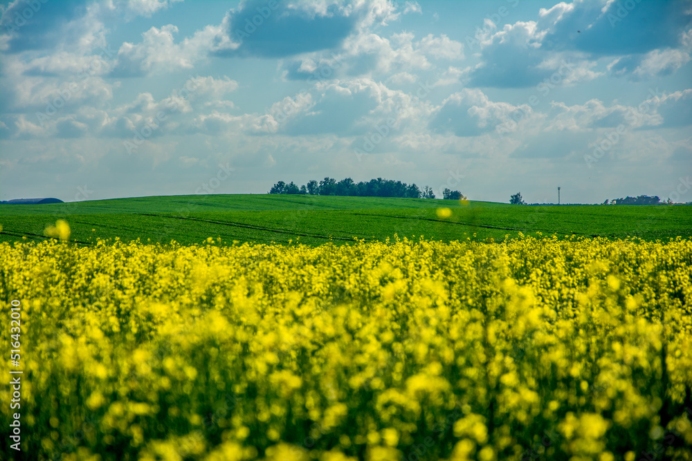 field of rapeseed