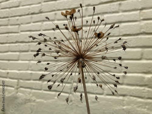 Seeded Allium Globe against Painted Brick Wall
