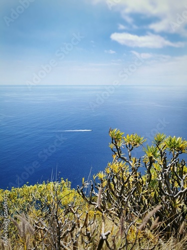 Vertical of stunning Atlantic ocean and Kleinia neriifolia plant in the foreground, La Palma island photo