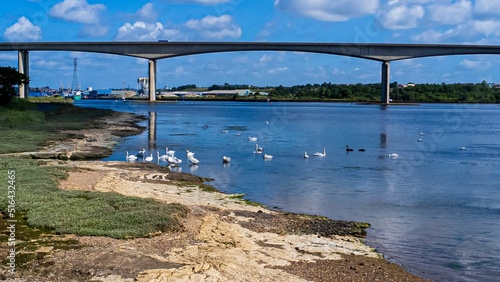 Natural view of the Orwell Bridge over a calm river with a flock of swans photo