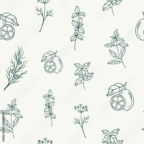 Sketch essential oil plants seamless pattern. Cypress, lime, fennel, lemon verbena, spearmint, marjoram