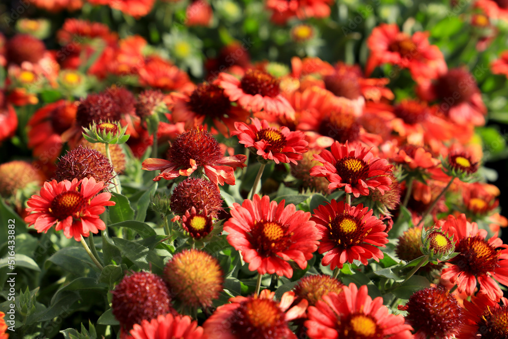 Gaillardia Pulchella flowers in the garden Gaillardia Pulchella flowers in the garden
