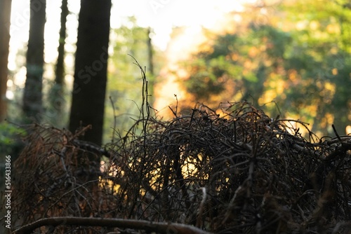 Closeup of the tree branches against the blurry background. Mont Pelerin, Vaud, Switzerland. photo