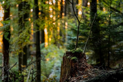 Tree trunk in Mont Pelerin photo