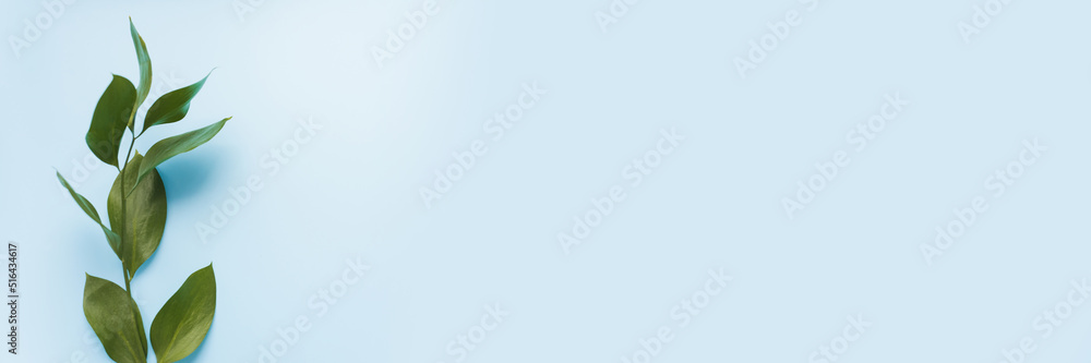 Obraz premium Branch with leaves on a blue background with copy space. Web banner.