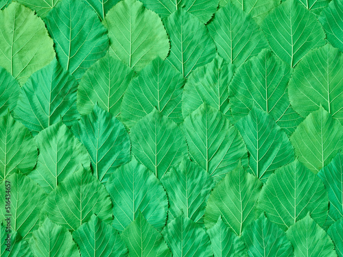 Wallpaper Mural Green leaves pattern. Landscape of fresh leaves. Many natural leaves bacground.
 Torontodigital.ca