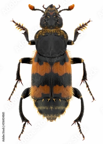 Nicrophorus vespillo beetle specimen photo