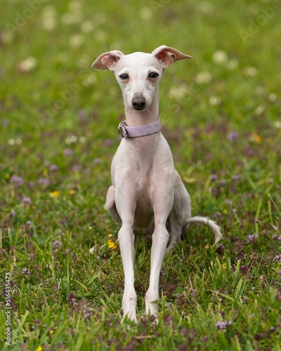 Canvas Print Vertical shot of a white Italian greyhound dog with a pink collar on a field