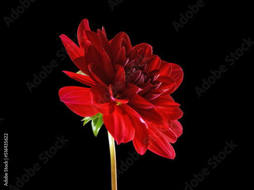 Red dahlia flower side view isolated with clipping path