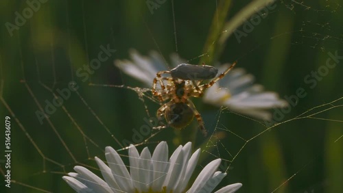 A large thin slimy spider web on the flowers .Creative.A huge yellow spider weaving a web and removing a butterfly cocoon from it. photo