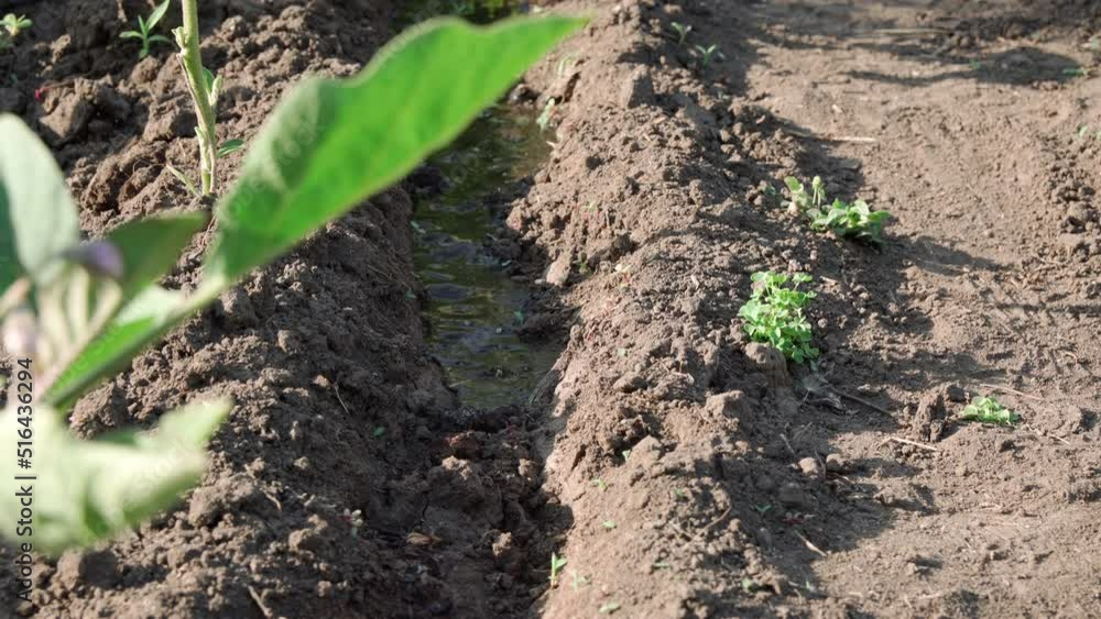 Water flows through small channel in ground and nourishes plants with moisture. Drainage channel for irrigation. Water flows through small channel in ground and nourishes plants with moisture. Drainage channel for irrigation.