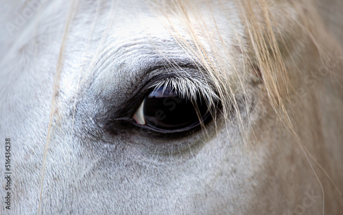  Eye of a white beautiful Arabian horse. Detail, up close. Full frame