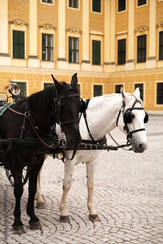black and white horse in harness near a beautiful palace