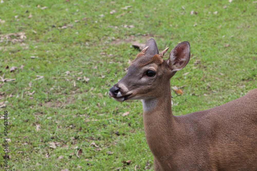 Close-up on the head of a White-tailed deer (Odocoileus virginianus) 