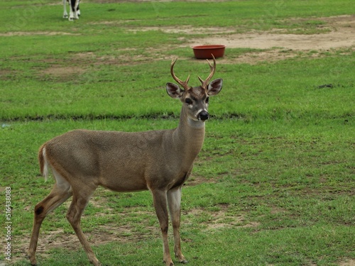 White-tailed deer (Odocoileus virginianus) in captivity