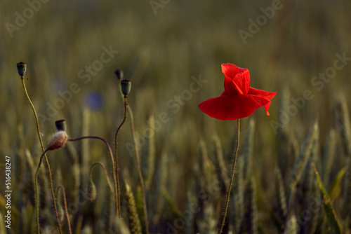 Blooming poppy field in warm evening light. Close up of red poppy flower. Selective focus