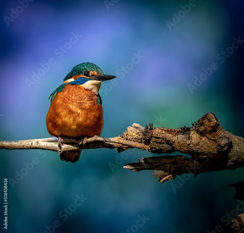 Closeup of a common kingfisher (Alcedo atthis) on a tree photo