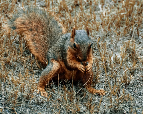 Closeup shot of a fox squirrel eating on the ground
