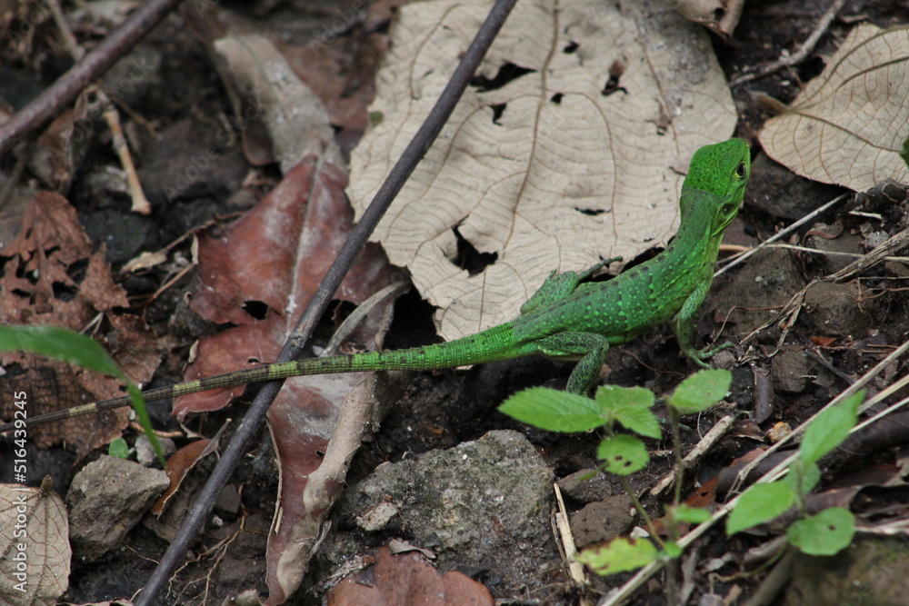 Juvenile individual of black spiny-tailed iguana (Ctenosaura similis) found in tropical dry forest of Costa Rica Juvenile individual of black spiny-tailed iguana (Ctenosaura similis) found in tropical dry forest of Costa Rica