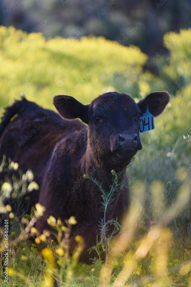 black Angus calf at sunset in the pasture black Angus calf at sunset in the pasture