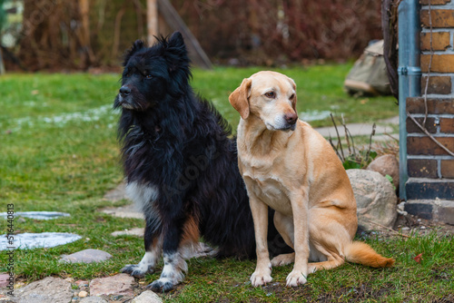 A labrador and a shaggy black dog ​​are sitting next to each other, two dogs are best friends