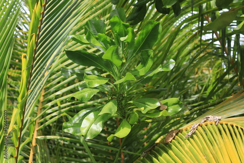 background of green exotic tropical plants
