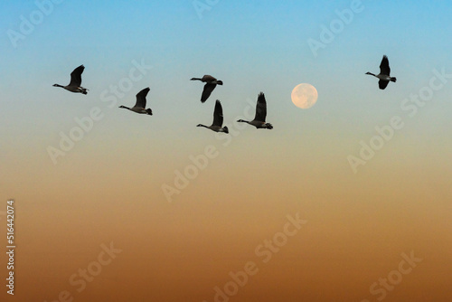 Geese in Flight with Full Moon