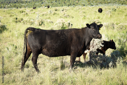 Black Angus Cow in Free Range Pasture