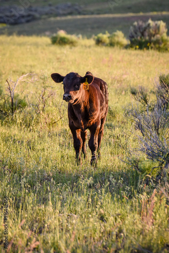black Angus calf at sunset in the pasture © Tedi S Photography