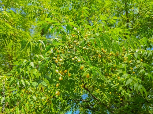 Closeup Shot Of Neem Tree Fruits And Leaves photo